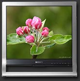 fleurs pommier
