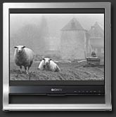 Moutons brume