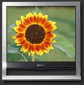 Tournesol