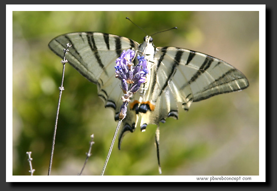 papillon
