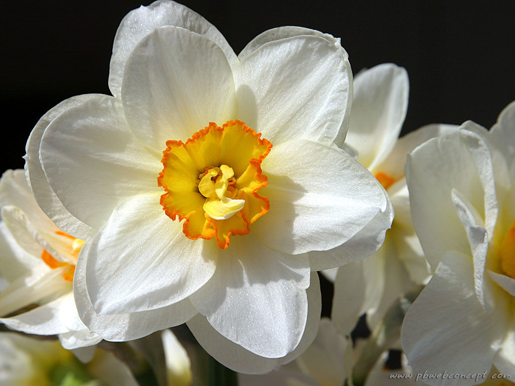 LE LANGUAGE DES FLEURS - ARCANE NAME